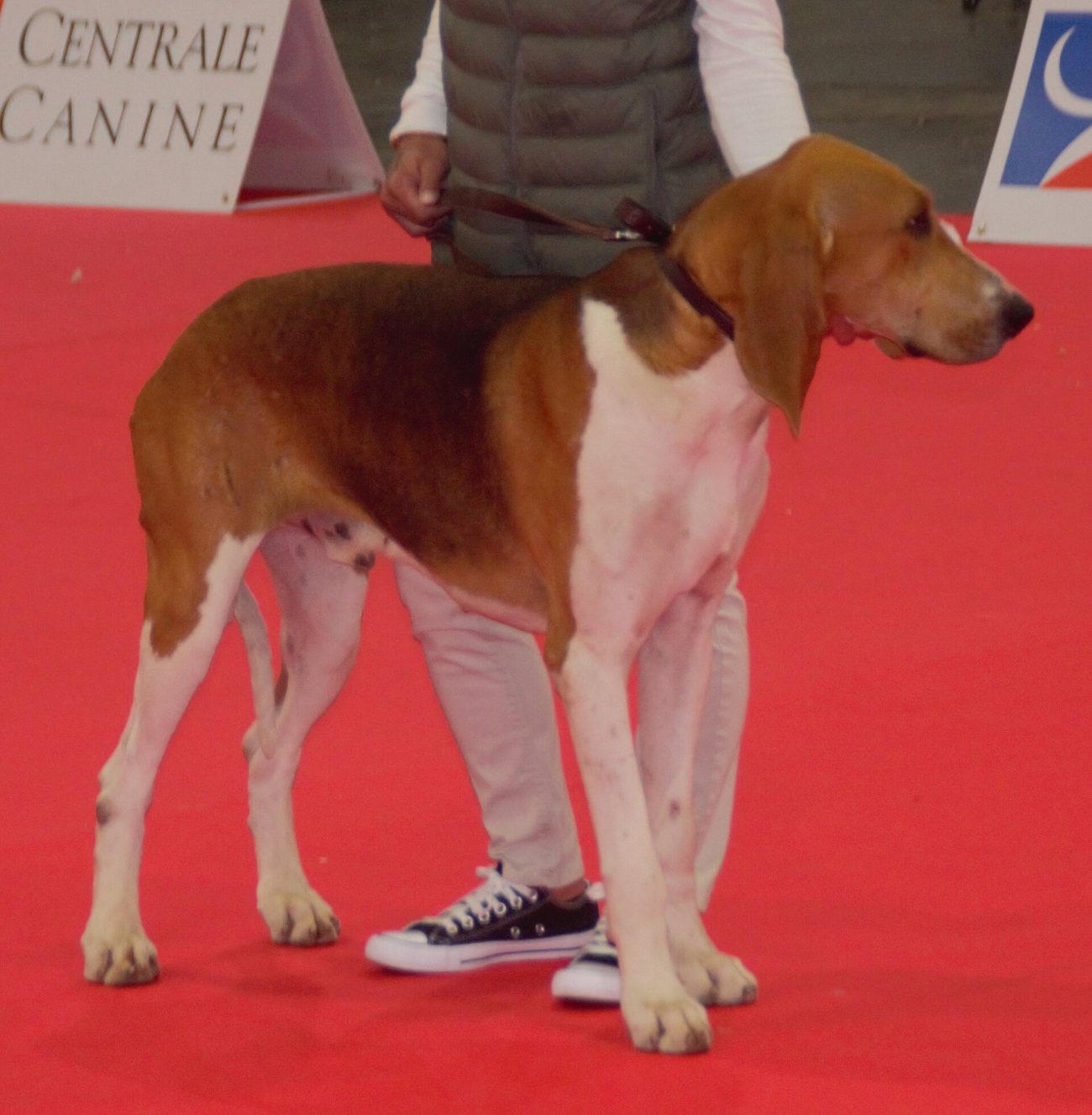 Francúzsky trojfarebný durič na výstave Société Centrale Canine s takmer potlačeným čiernym plášťom