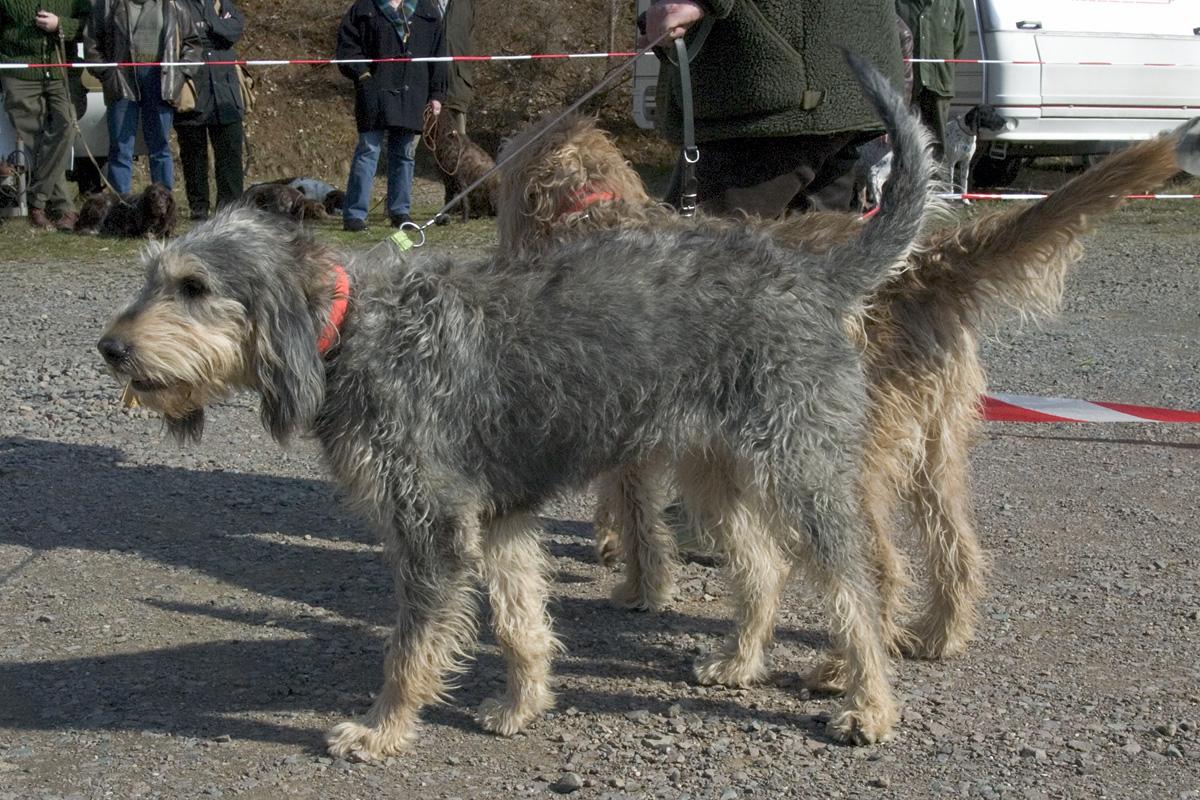 Griffon nivernais: plemeno