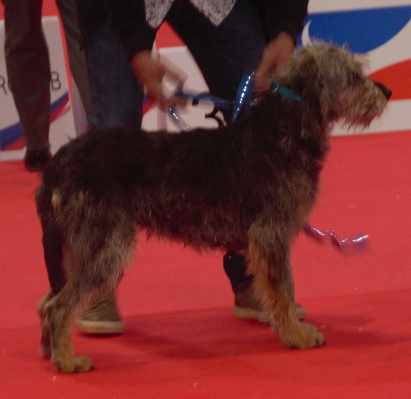 Griffon nivernais z boku, celá postava — stredný durič, dĺžka tela mierne väčšia než výška