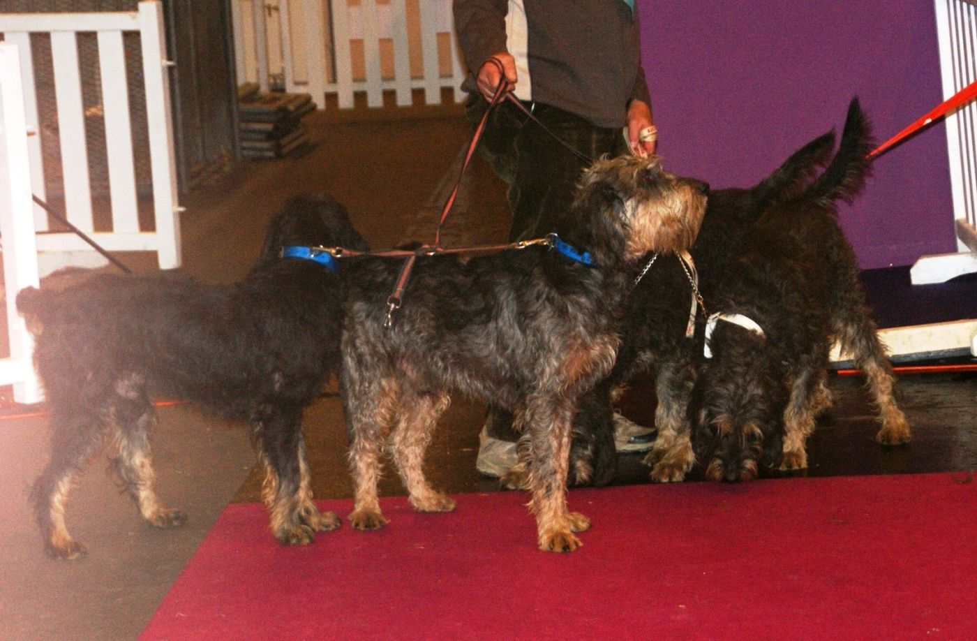 Tri griffony nivernais spolu — svorkové plemeno