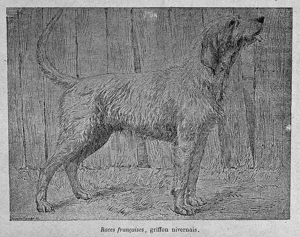 Dobová rytina griffona nivernais s podpisom Races françaises, griffon nivernais — monochrómne vyobrazenie