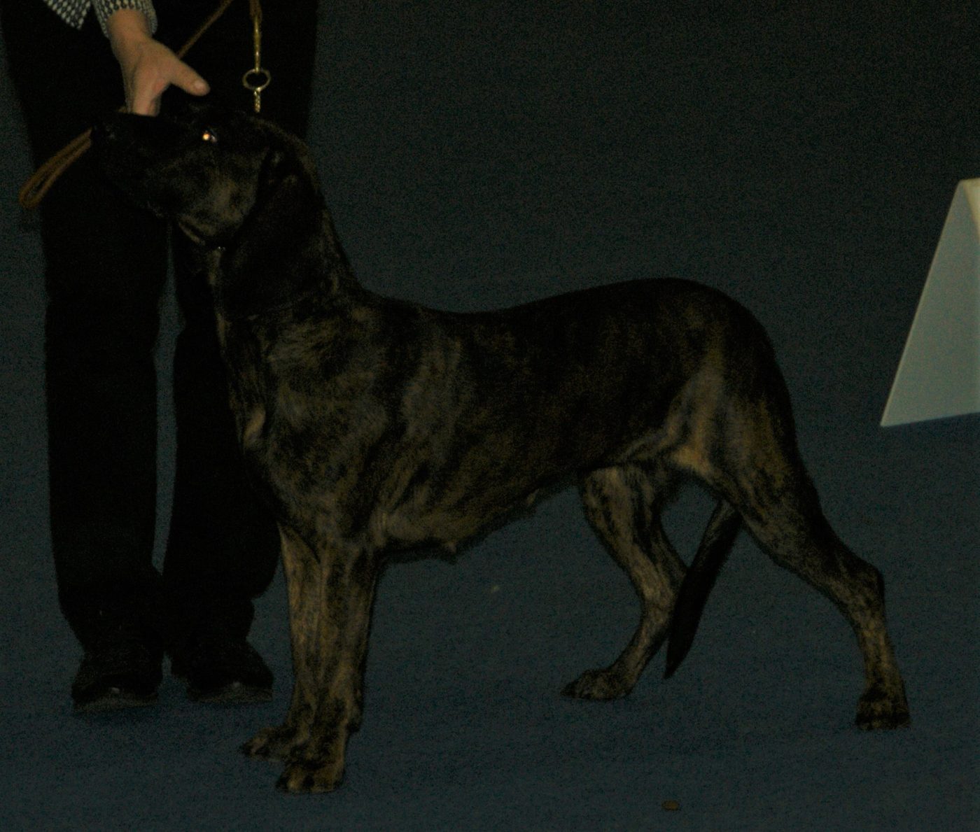 Hannoverský farbiar tmavej žíhanej (brindle) farby v postoji