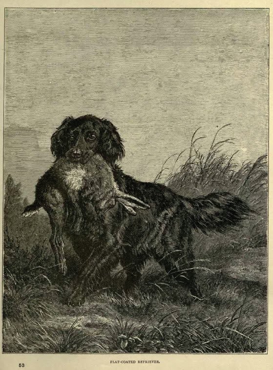 Historická rytina hladkosrstého retrievera z roku 1881 aportujúceho ulovenú zver, kniha The Illustrated Book of the Dog