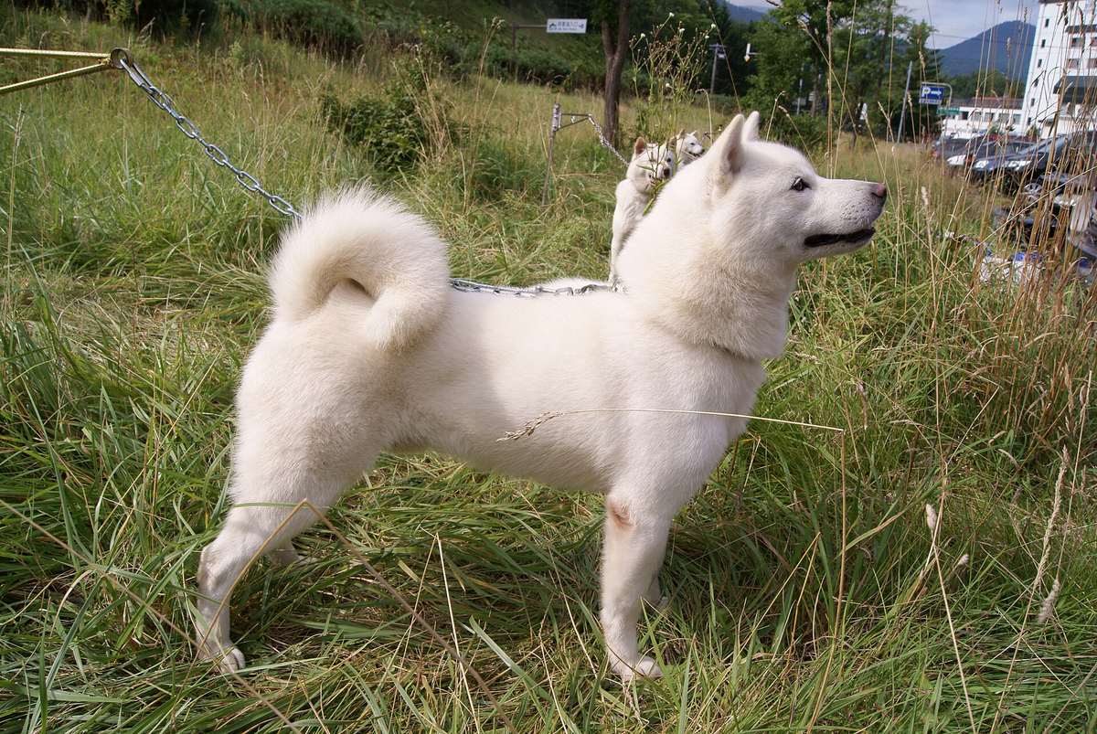 Hokkaido — japonský