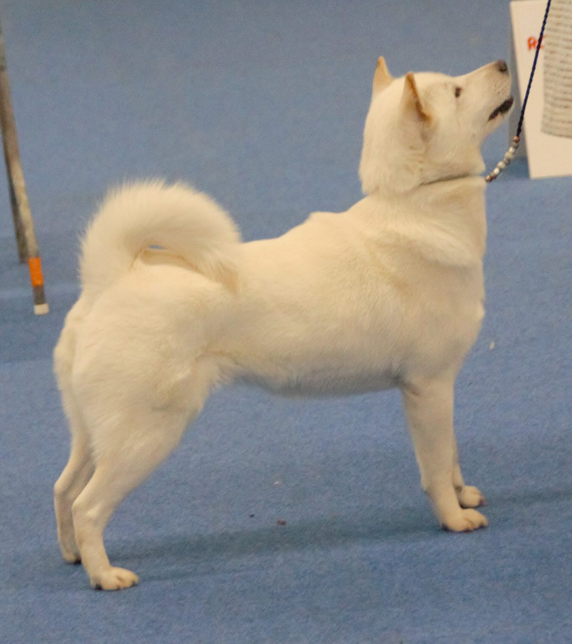 Biely hokkaido-ken vo výstavnom postoji — stredne veľký japonský špic