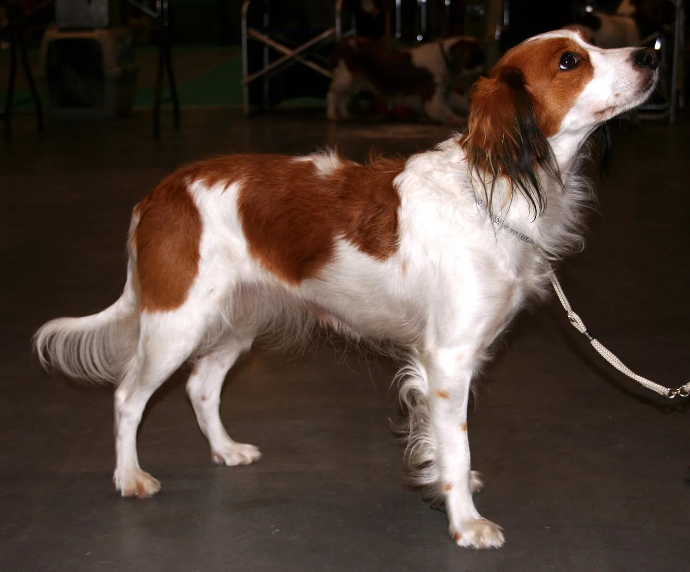 Holandský kooikerhondje z boku — malý oranžovo-biely pes s bielym opereným chvostom a dlhými ušami s čiernymi končekmi