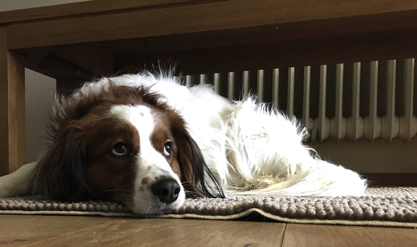 Kooikerhondje pokojne oddychuje doma — dlhosrstý oranžovo-biely pes s jemným výrazom