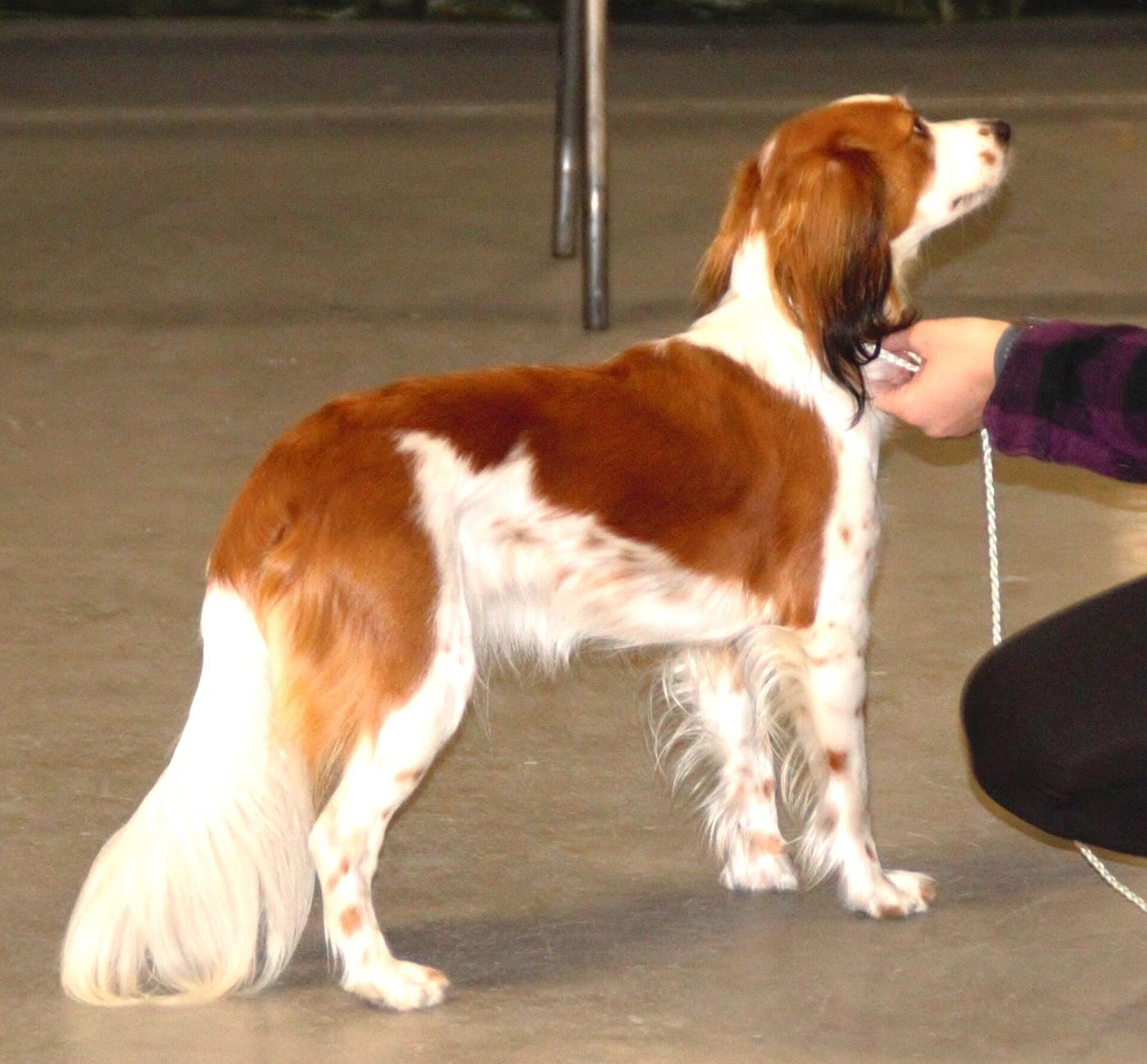 Holandský kooikerhondje z boku v postoji — oranžovo-biele sfarbenie, biely operený chvost