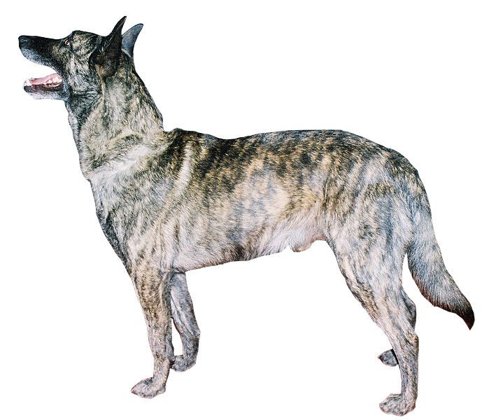 Krátkosrstá varieta — žíhaná (brindle)