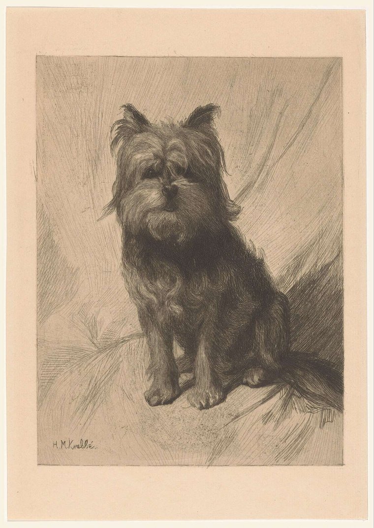 Historická leptová grafika holandského smoushonda z rokov 1878 až 1888, sediaci strapatý psík s bradou