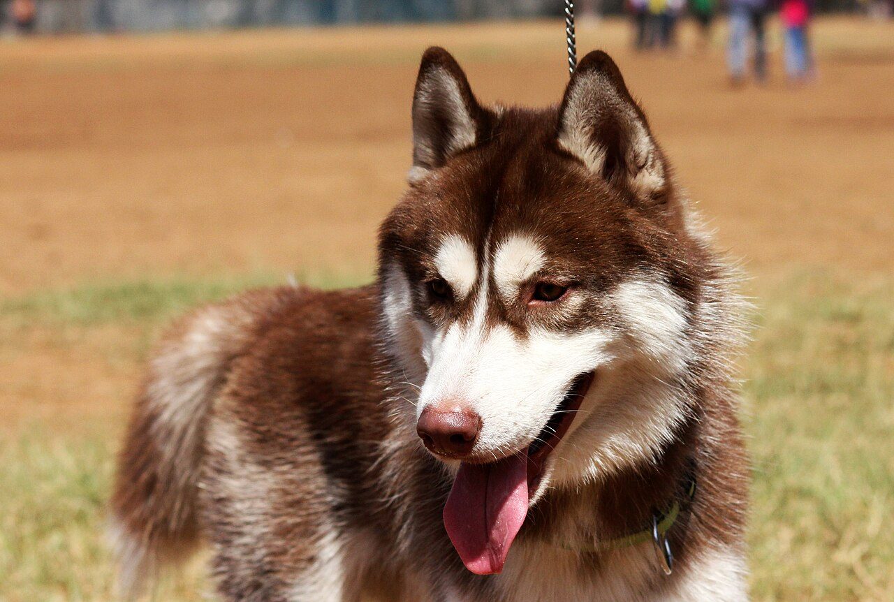 Hnedo-biely sibírsky husky s vyplazeným jazykom