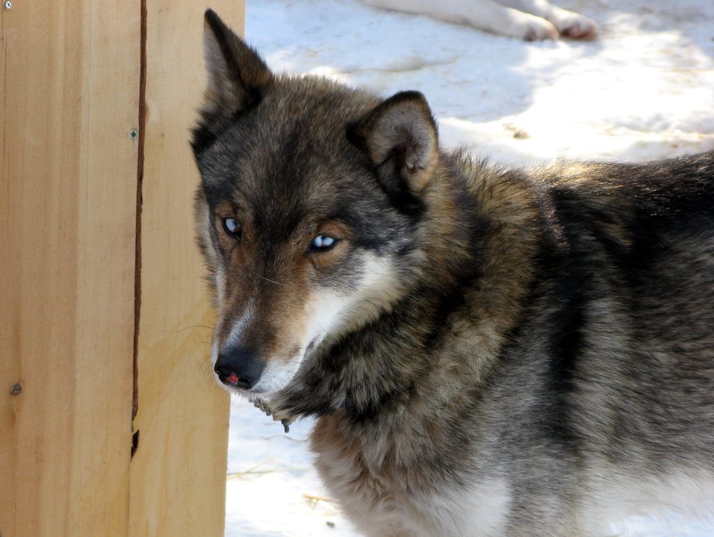 Vlkosivý sibírsky husky s modrými očami na snehu