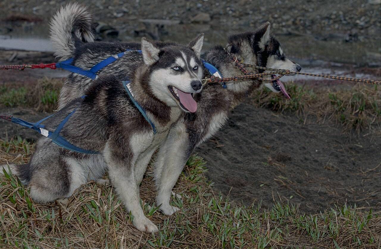 Dva sibírske husky v postrojoch záprahu v Nome na Aljaške