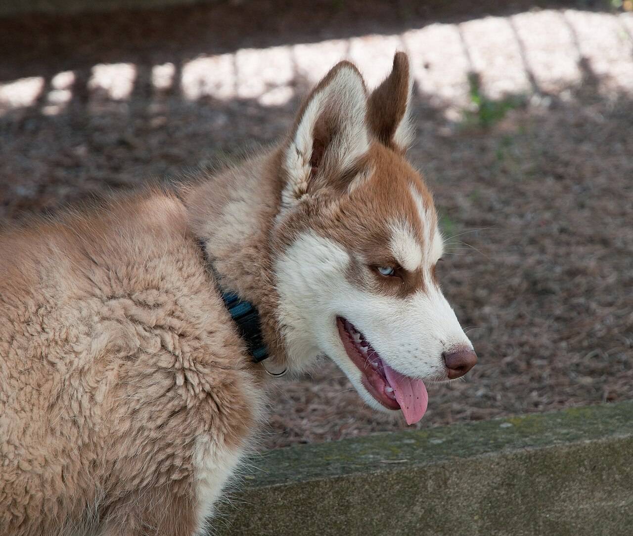 Mladý červeno-biely sibírsky husky s modrými očami