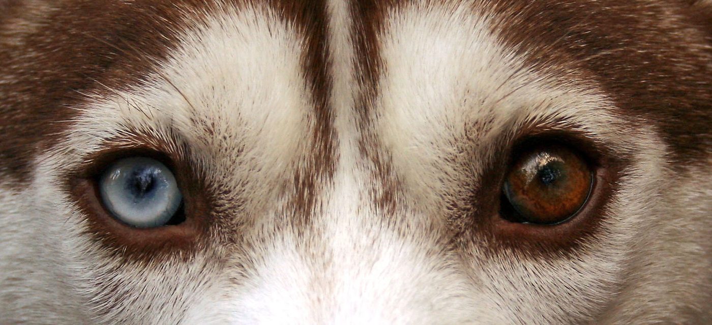 Detail očí sibírskeho huskyho — jedno oko modré, druhé hnedé (heterochrómia)