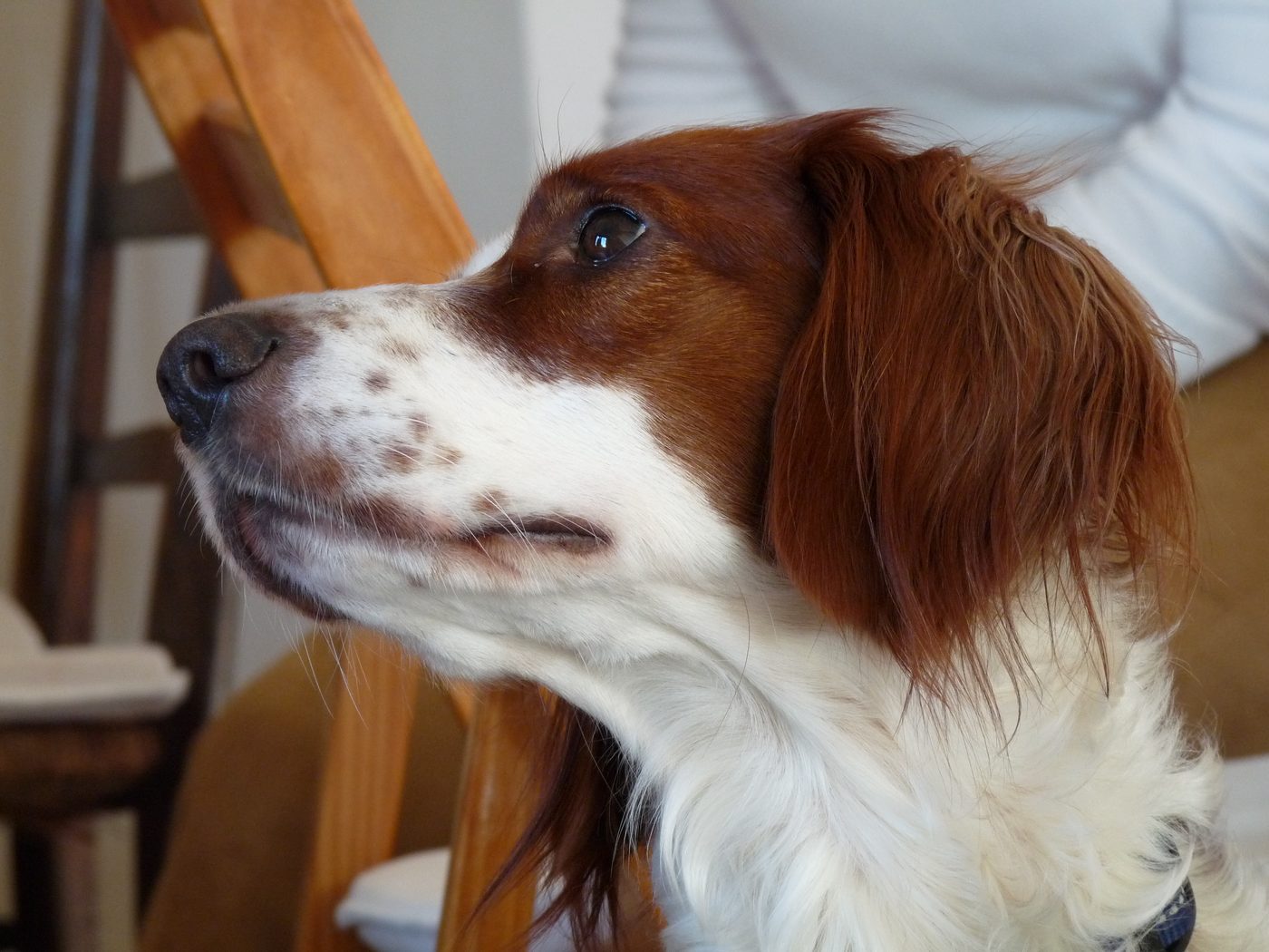 Írsky červeno-biely seter: staršia forma, ktorú takmer
