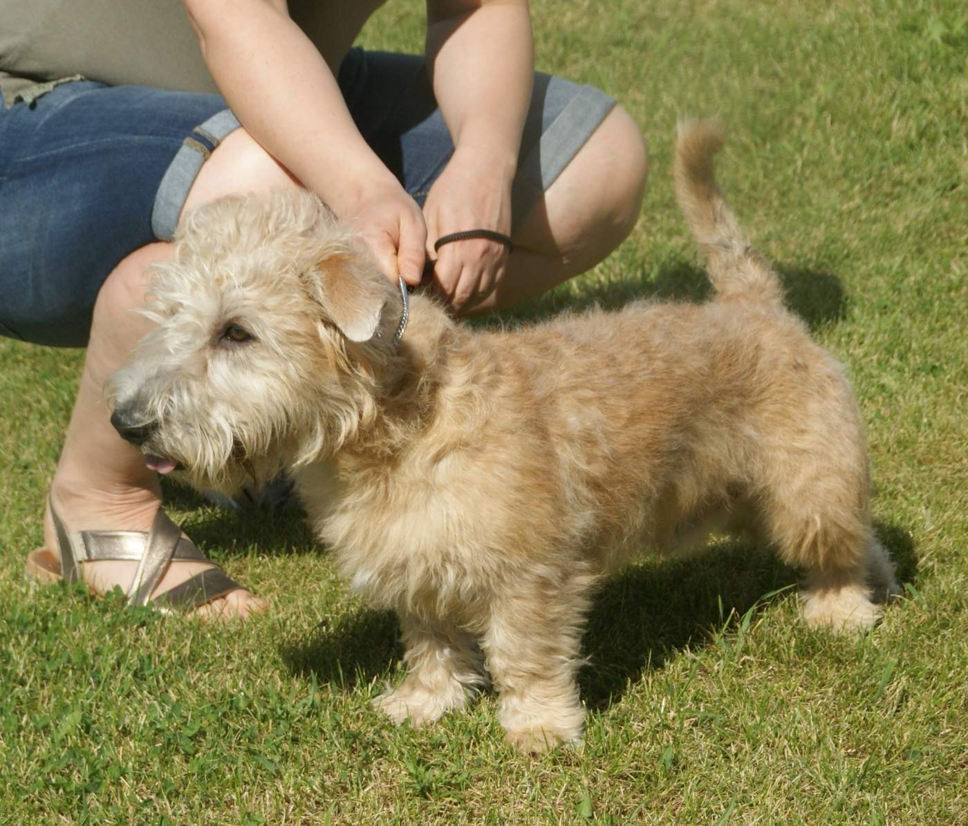 Pšeničný (wheaten) Glen of Imaal teriér z boku na tráve — dlhé nízke telo, krátke nohy a drsná plavá srsť s bradou