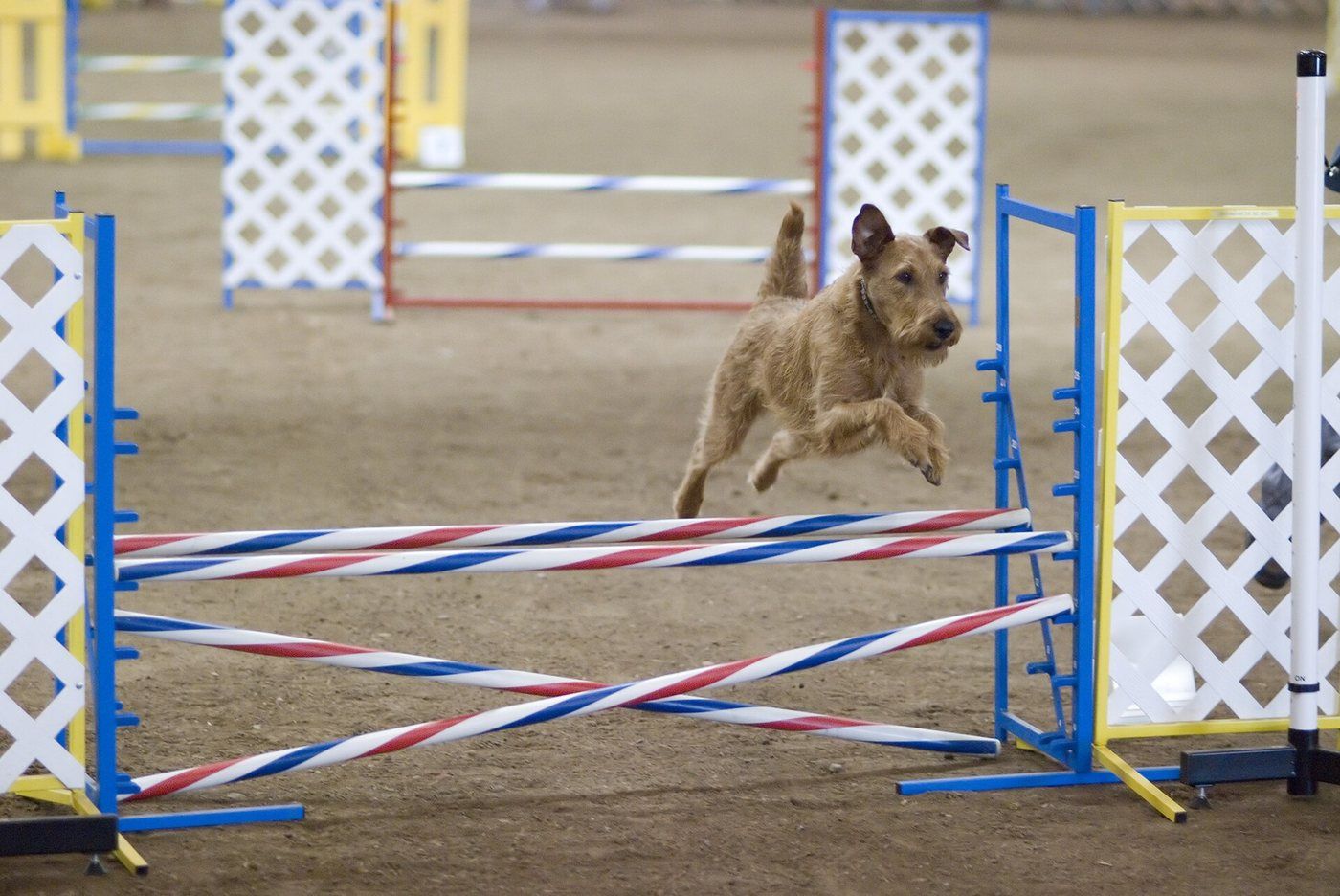 Írsky teriér skáče cez prekážku na agility