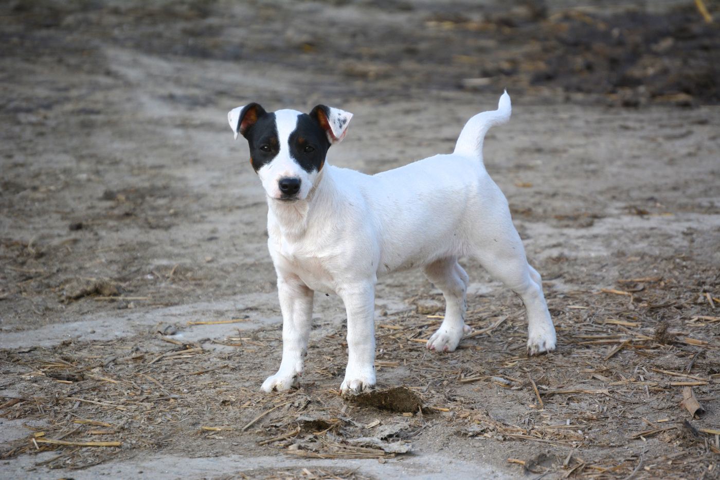 Biely Jack Russell teriér s čierno-tan znakmi na hlave stojí v profile