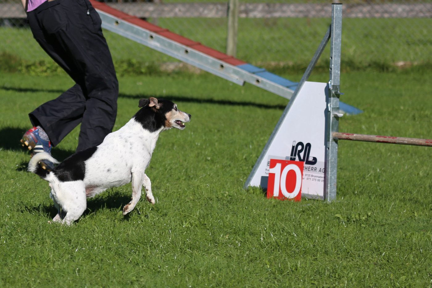 Jack Russell teriér v akcii na agility dráhe, biela hladká srsť s čiernymi znakmi