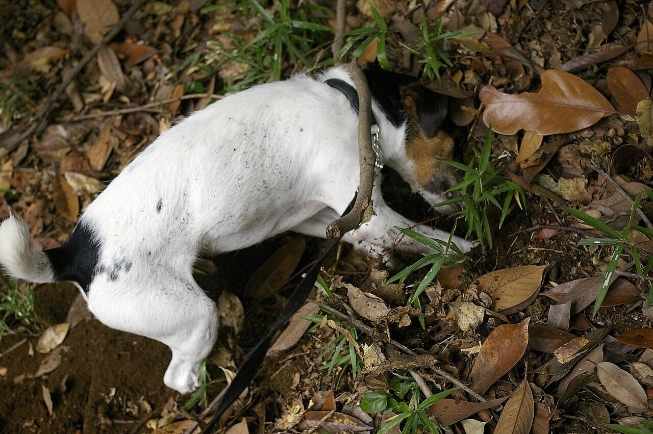 Jack Russell teriér kope hlavou v zemi, hľadá pod povrchom