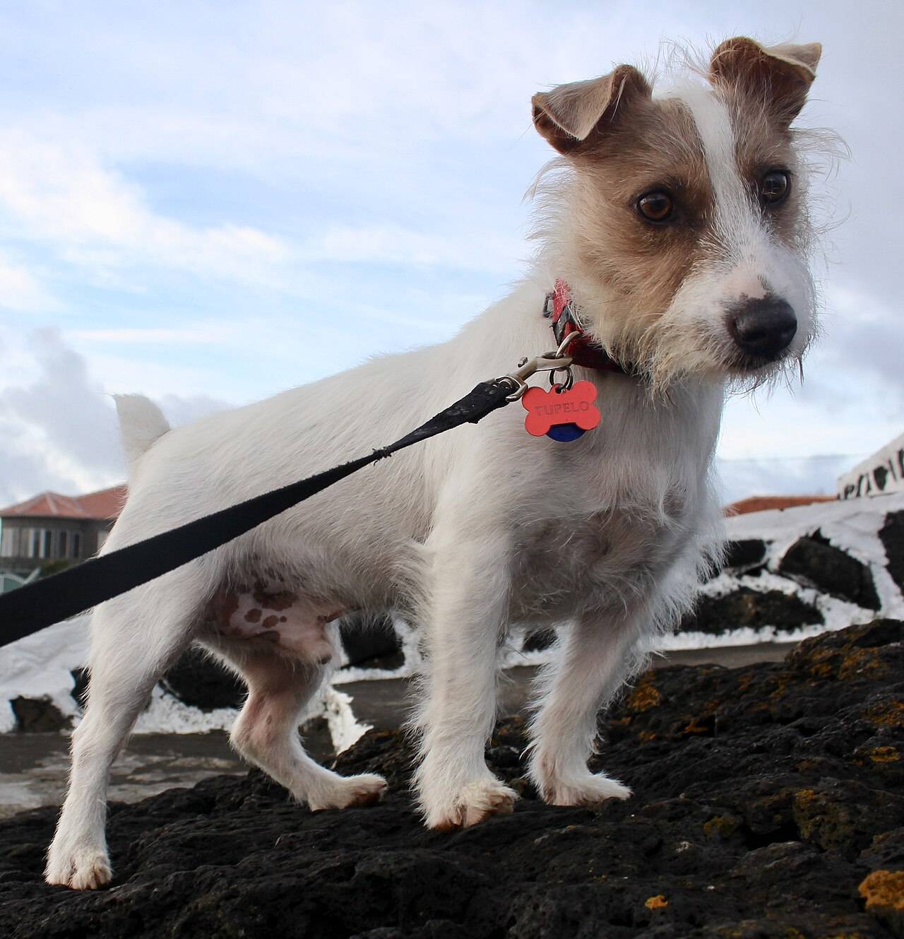 Lámaná srsť Jack Russell teriéra: dlhšie chlpy na tvári tvoria fúzy a obočie