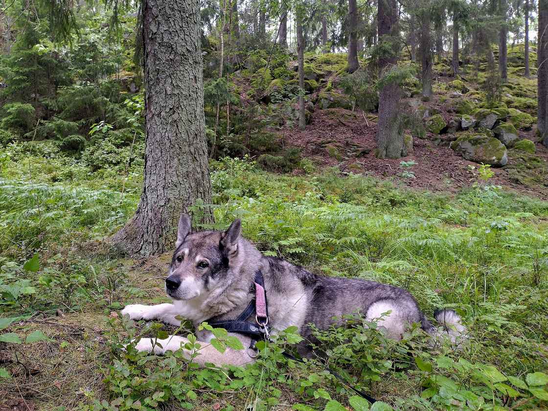 Jämthund — švédsky losí pes, ktorý drží losa hlasom