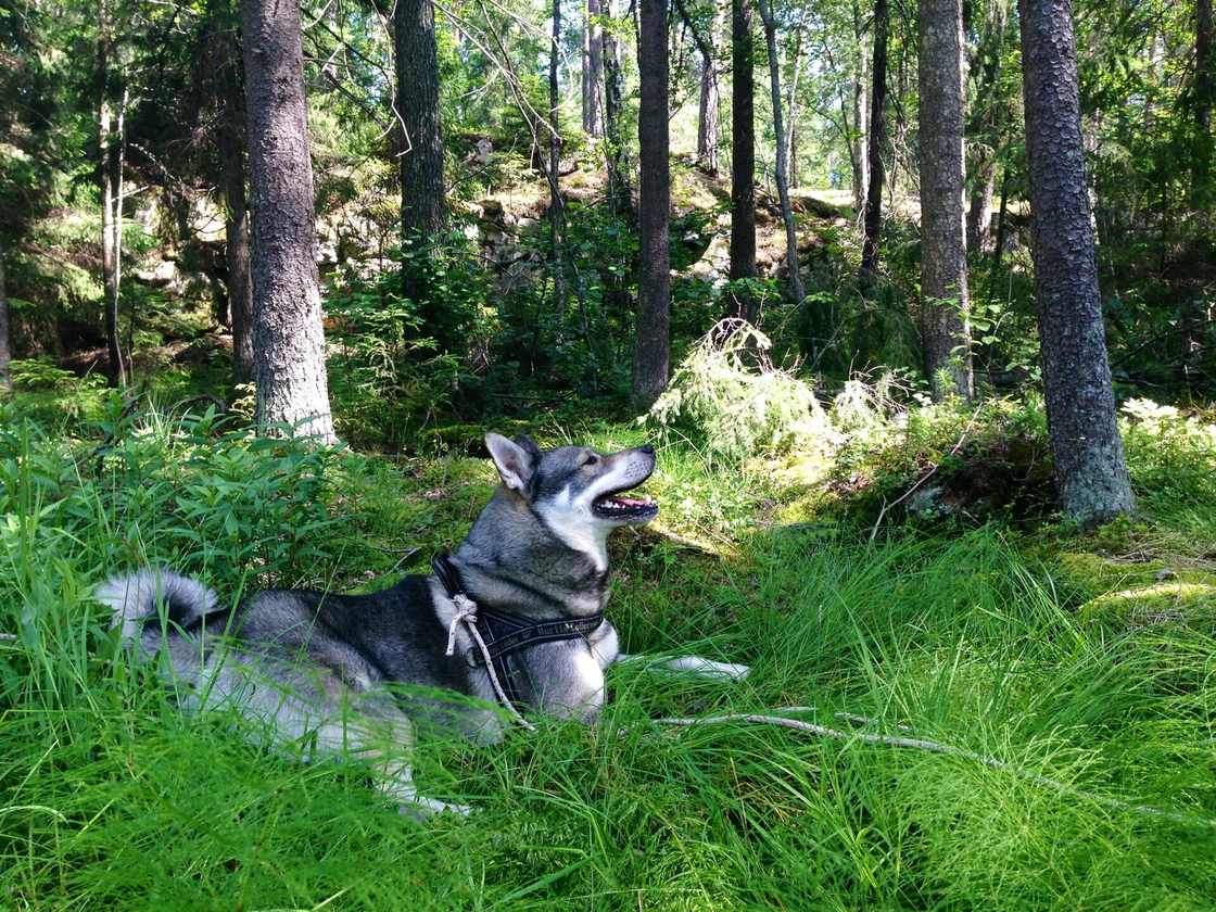 Jämthund pozorne dvíha hlavu vo švédskom lese — vlčia sivá srsť, biele znaky, vztýčené uši