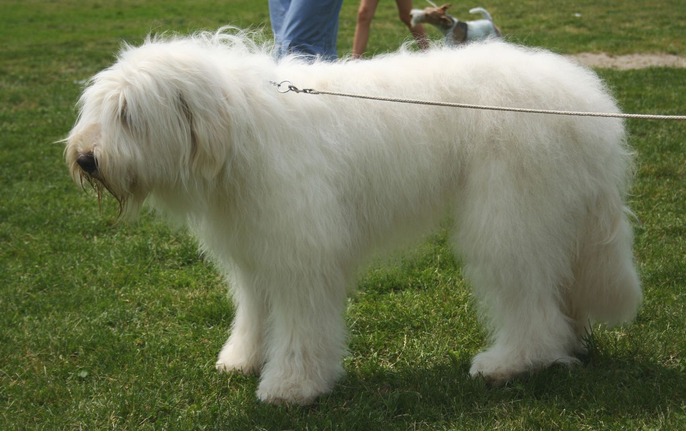 Juhorusky ovciak