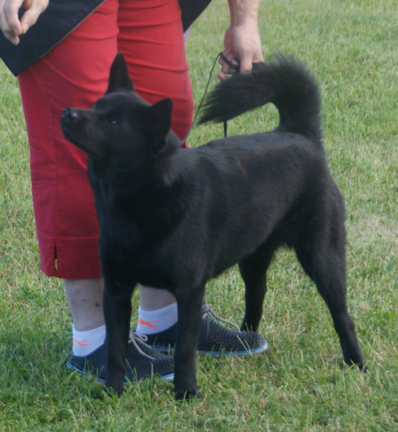 Mladý Kai Ken s tmavým, ešte nevykresleným žíhaním (takmer čierny kuro-tora)