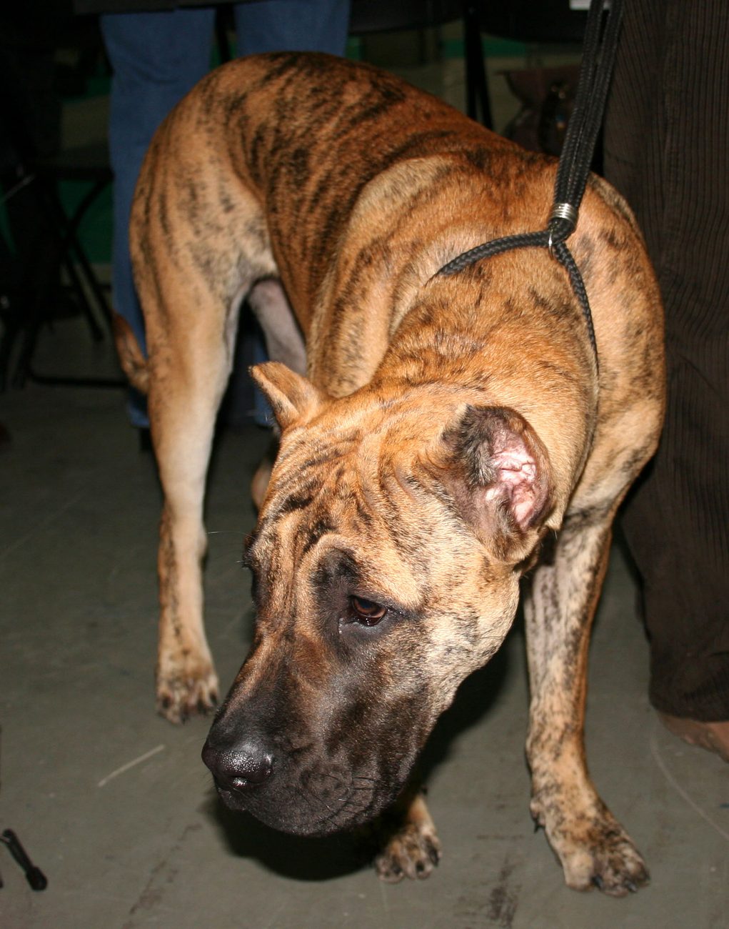 Žíhaná kanárska doga (Presa Canario) s výraznou čiernou maskou