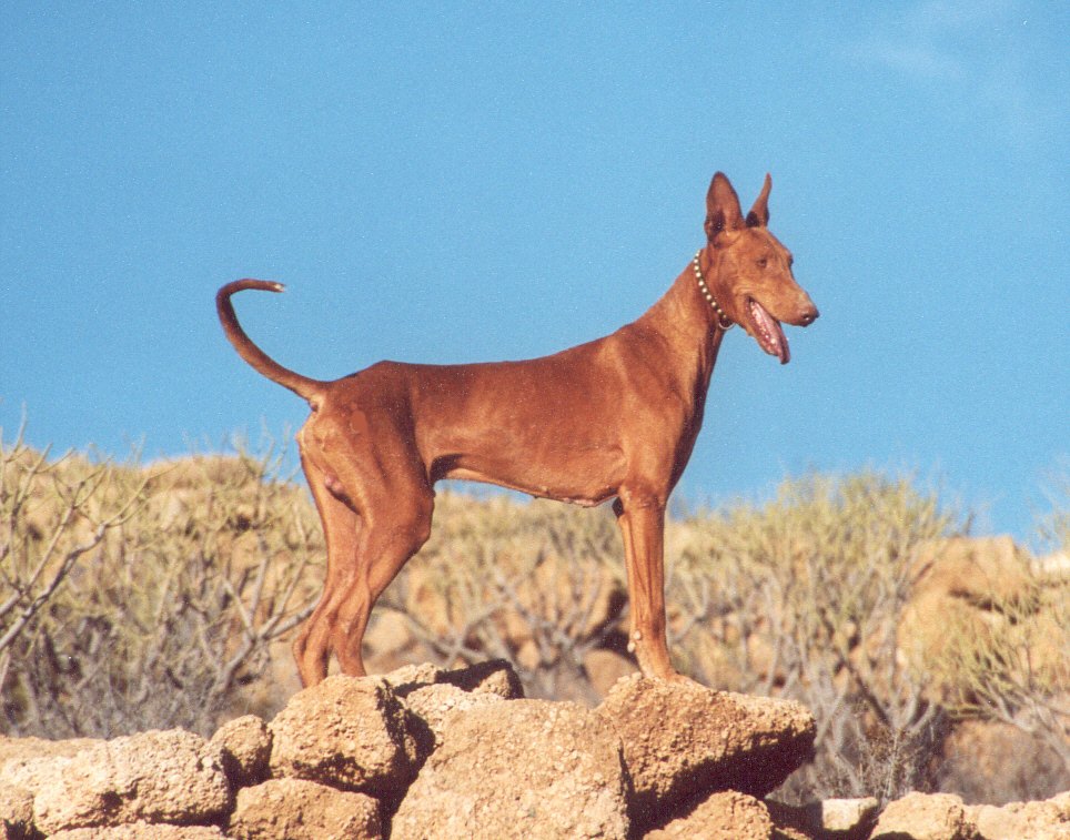 Kanársky podenco — pes, ktorý loví