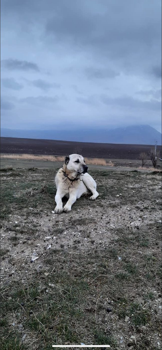 Kangal leží na anatolskej stepi za súmraku s ostnatým protivlčím obojkom