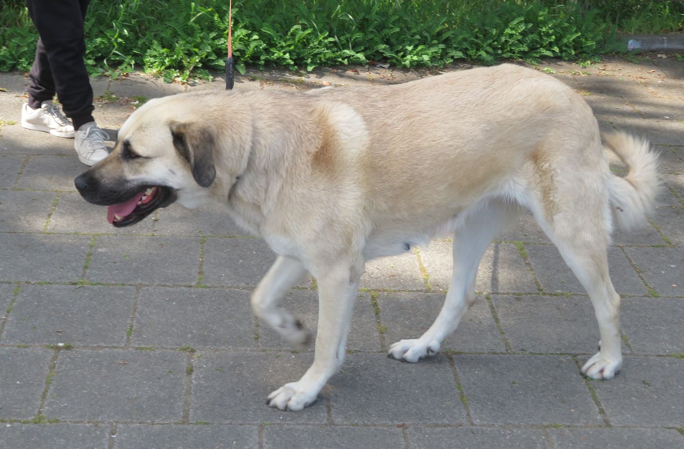 Kangal z boku — plavá srsť s povinnou čiernou maskou