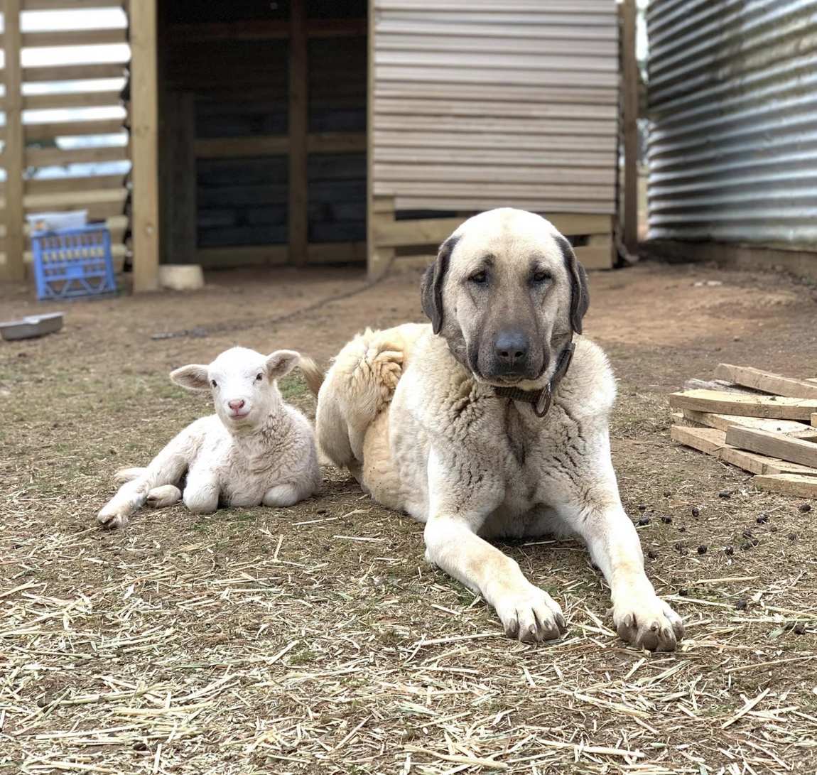 Kangal leží pri jahňati — strážca stáda pri zverenom zvierati