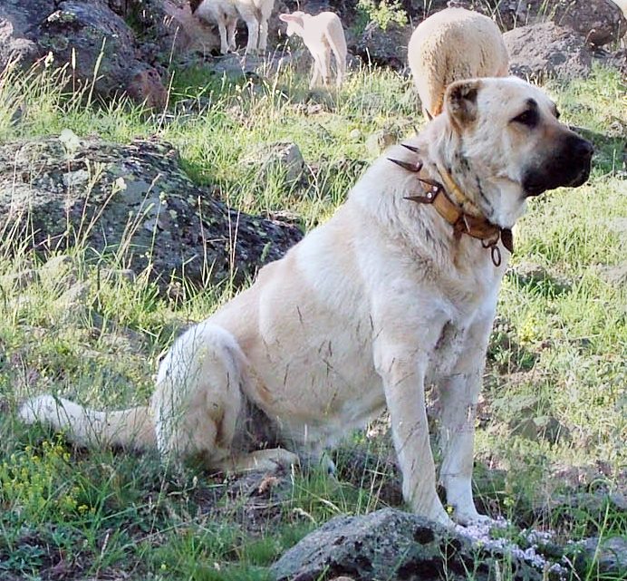 Kangal so stádom oviec a ostnatým protivlčím obojkom çelenk v Turecku