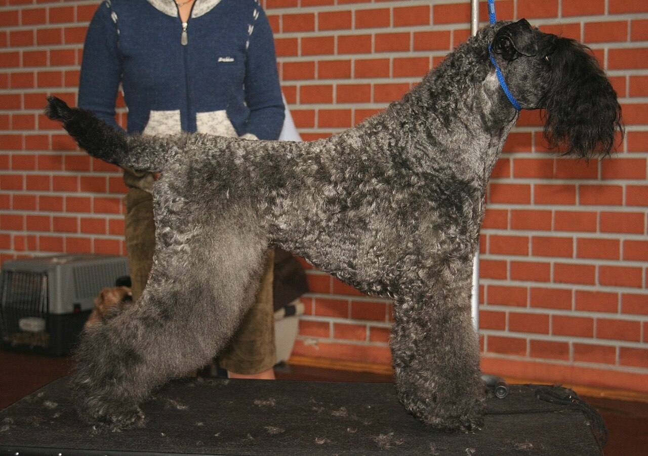Dospelý kerry blue teriér z boku v postoji — bridlicovo-modrosivé telo, čierna hlava a brada, zvlnená srsť