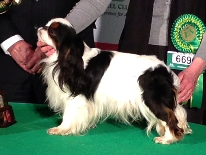 Trojfarebný King Charles španiel stojí bokom na výstave Crufts 2013