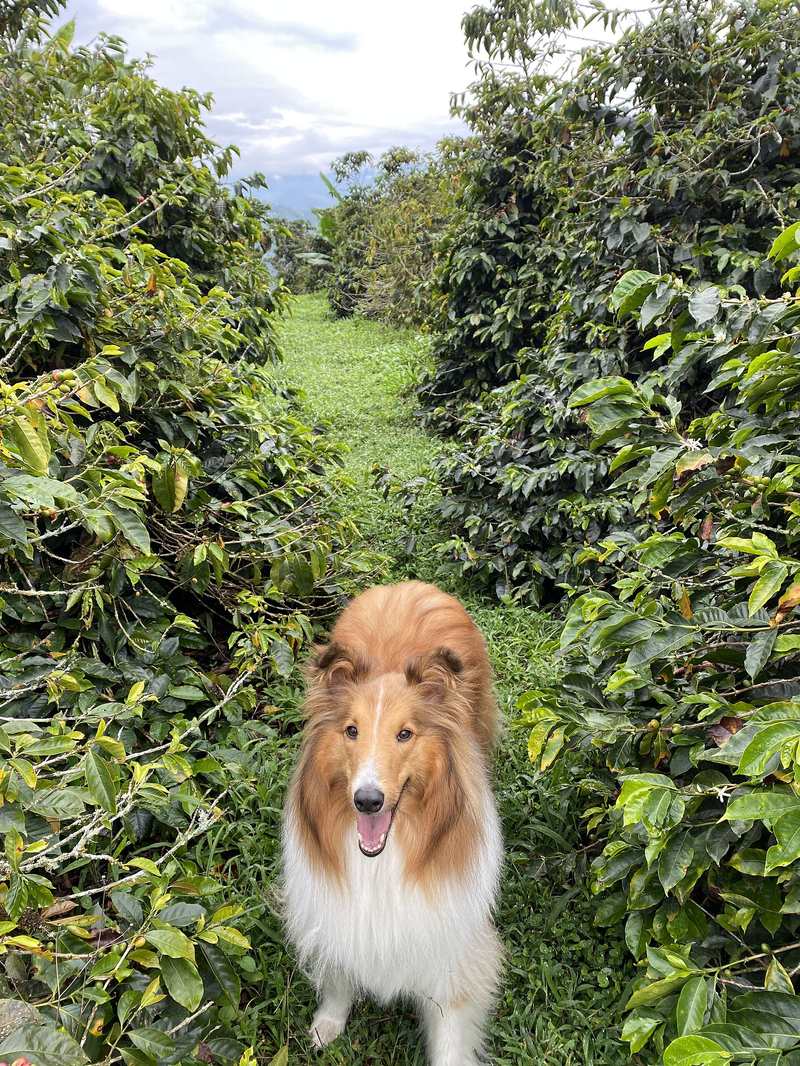 Sobolia dlhosrstá kólia (Rough Collie, typ Lassie) — hlava a golier zblízka