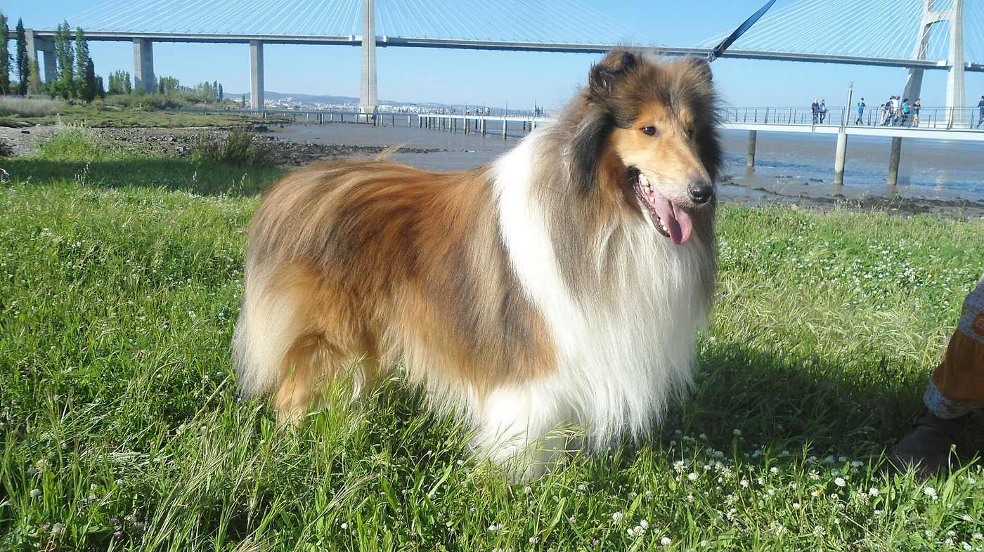 Sobolia (sable) dlhosrstá kólia s bohatým golierom