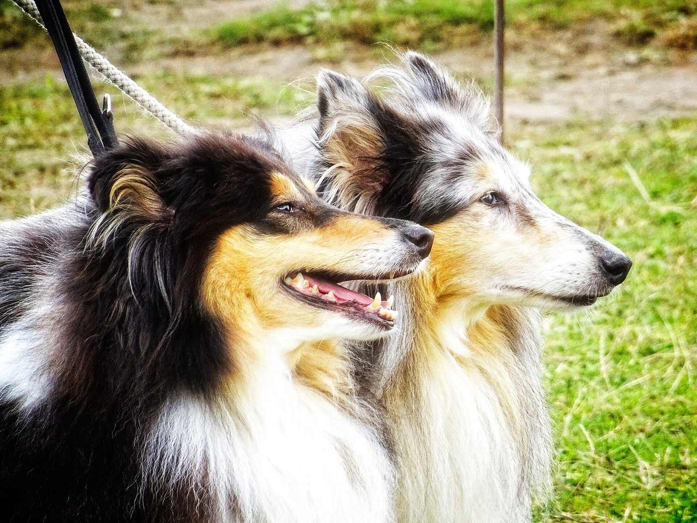 Dve kólie — trojfarebná a blue merle — hlavy z profilu