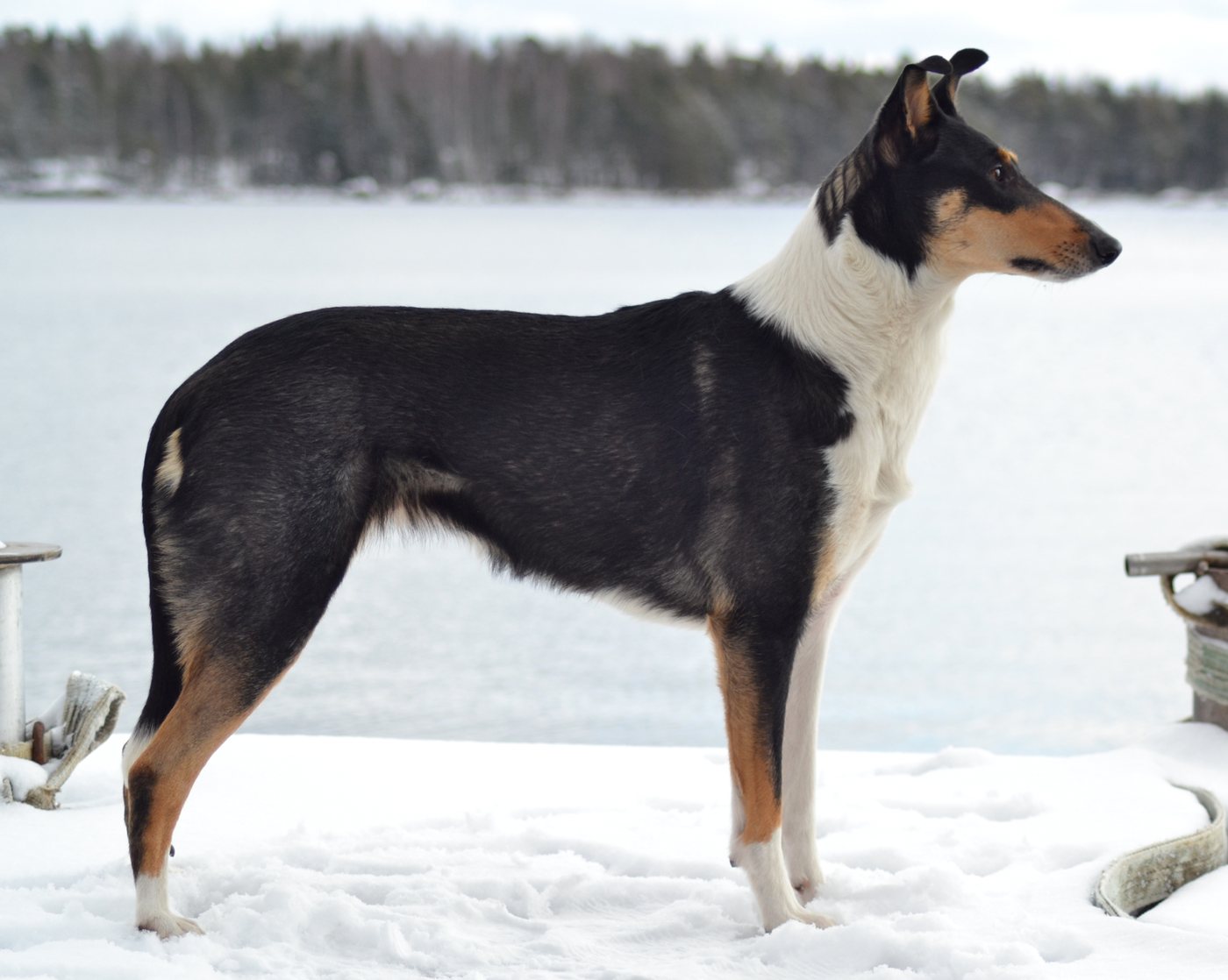 Krátkosrstá kólia (Smooth Collie) trikolórneho sfarbenia stojí v elegantnom postoji pri zamrznutom jazere