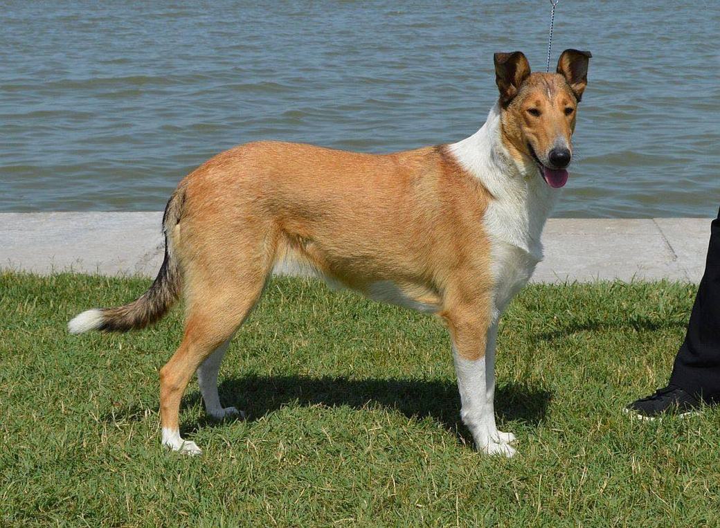 Sobolia (sable) krátkosrstá kólia zlatého sfarbenia — klasická 'Lassie' farba v krátkej srsti
