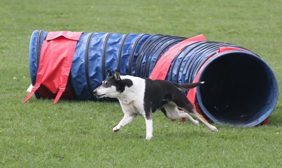 Krátkosrstá kólia v behu vybieha z agility tunela — ukážka atletickosti plemena