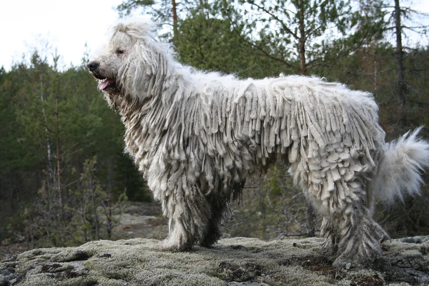 Biely komondor so šnúrovou srsťou stojaci v prírode, celá postava s dlhými plstenými cordami