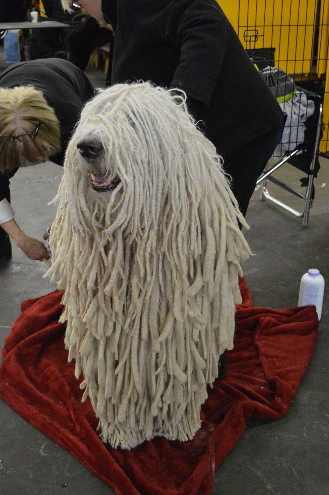 Komondor spredu s dlhými bielymi šnúrami visiacimi cez tvár ako mop