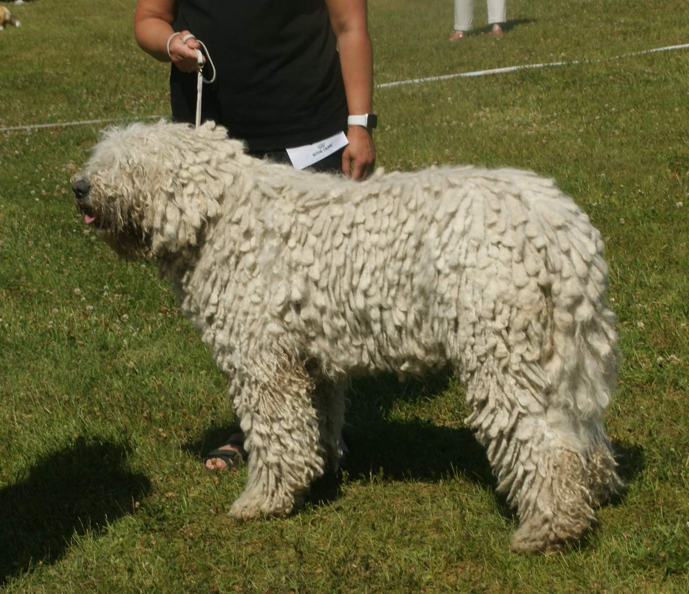 Biely komondor stojaci z boku na tráve, viditeľné plstené šnúry po celom tele