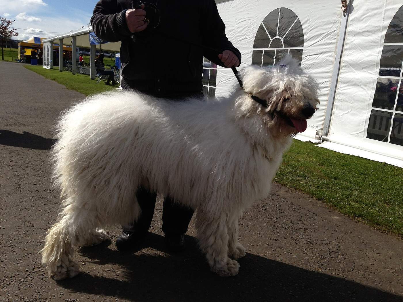Mladší komondor s mäkšou, ešte nie plne zošnúrovanou bielou srsťou