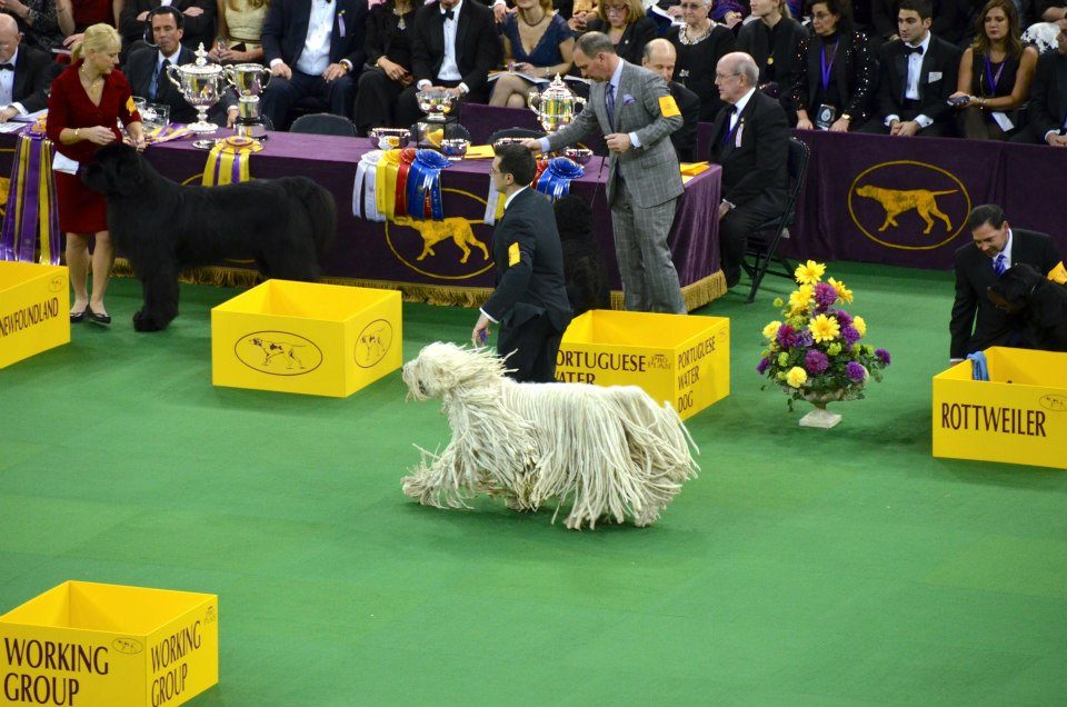 Komondor v pohybe na výstave, šnúry sa hojdajú do strán