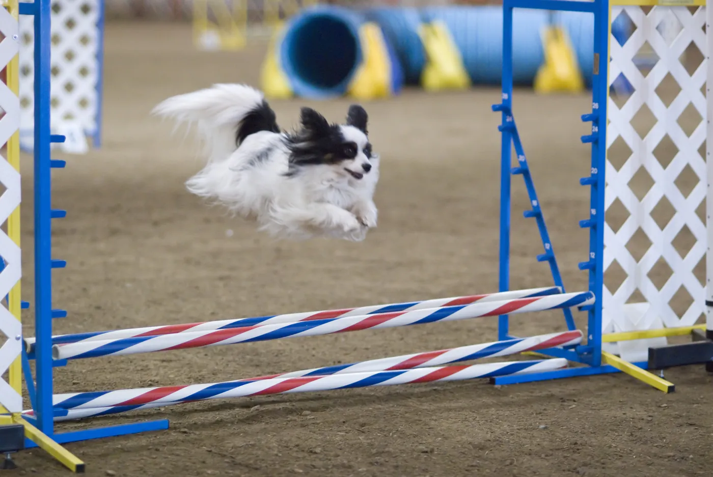 Papillon preskakuje agility prekážku, telo vo vzduchu